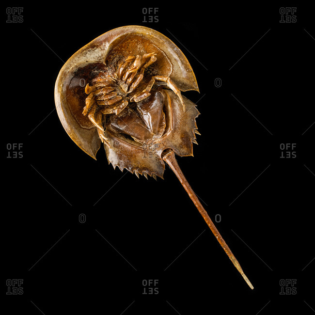 Atlantic horseshoe crab (Limulus polyphemus)