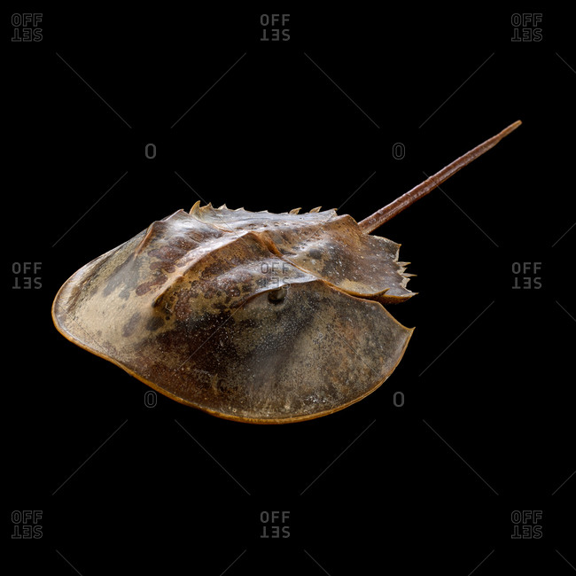Atlantic horseshoe crab (Limulus polyphemus)