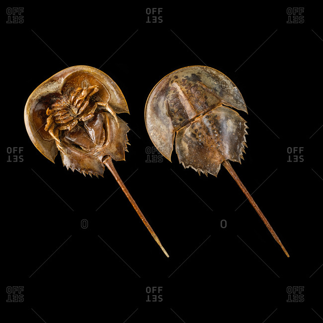 Two Atlantic horseshoe crabs (Limulus polyphemus)
