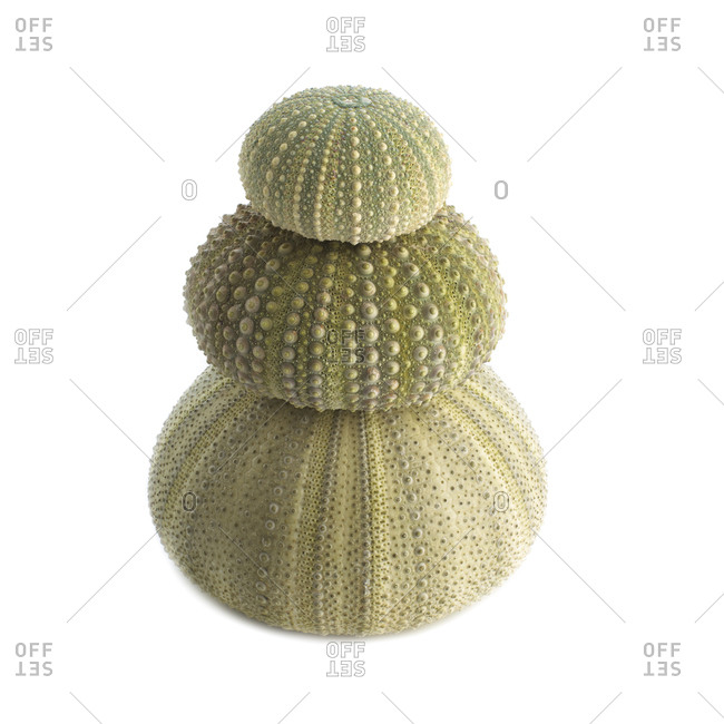 Green sea urchin (Strongylocentrotus droebachiensis) shells on top of each other