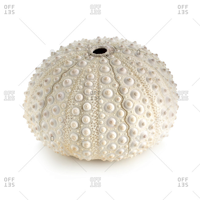 White sea urchin (Tripneustes depressus) shell