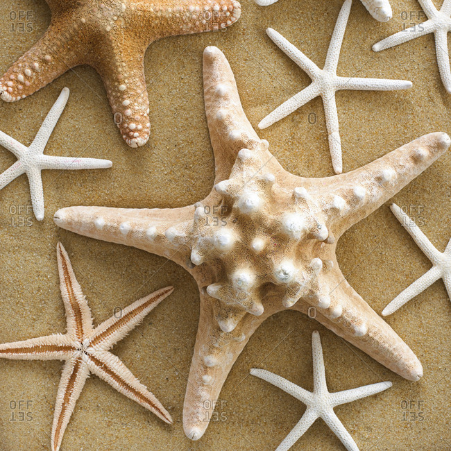 Starfish on the sand - Offset