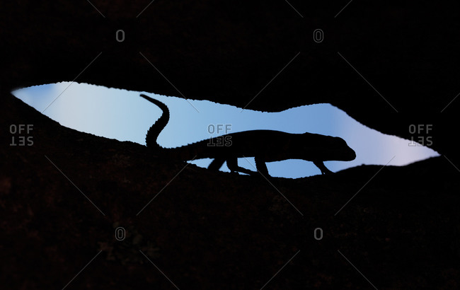 Silhouette of a black girdled lizard (Cordylus niger) in the rocks, Table Mountain National Park, Cape Town, South Africa