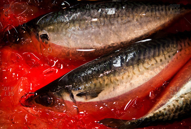 Close up of fish in bloody water in an Asian fish market