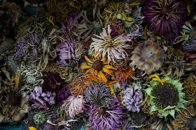 Colorful dried flower heads - Offset