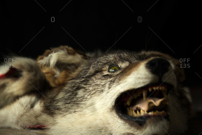 wolf snarling side view