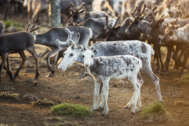 reindeer calf