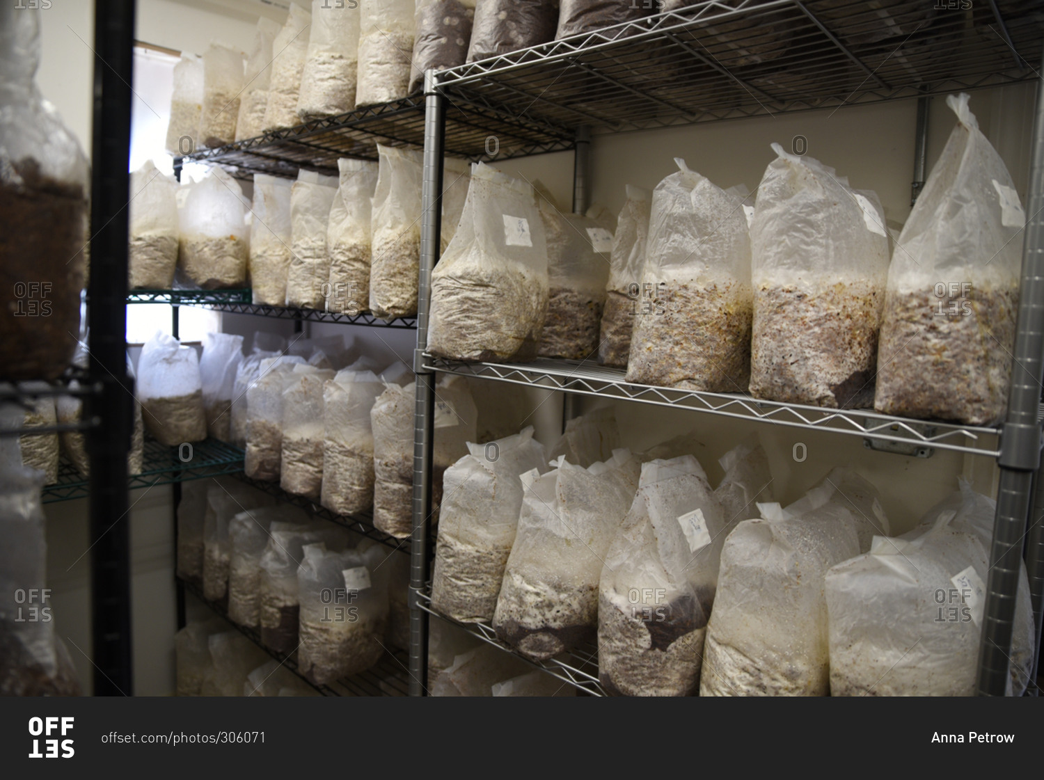 shelves-of-mushroom-growing-medium-at-mushroom-farm-stock-photo-offset