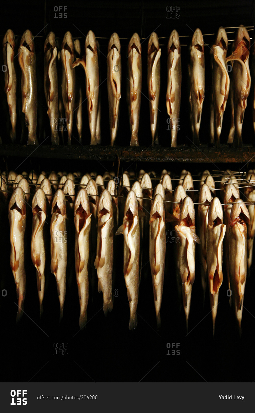 Whole trout fish being smoked at the Weiss Family Smokery, Patagonia, Argentina