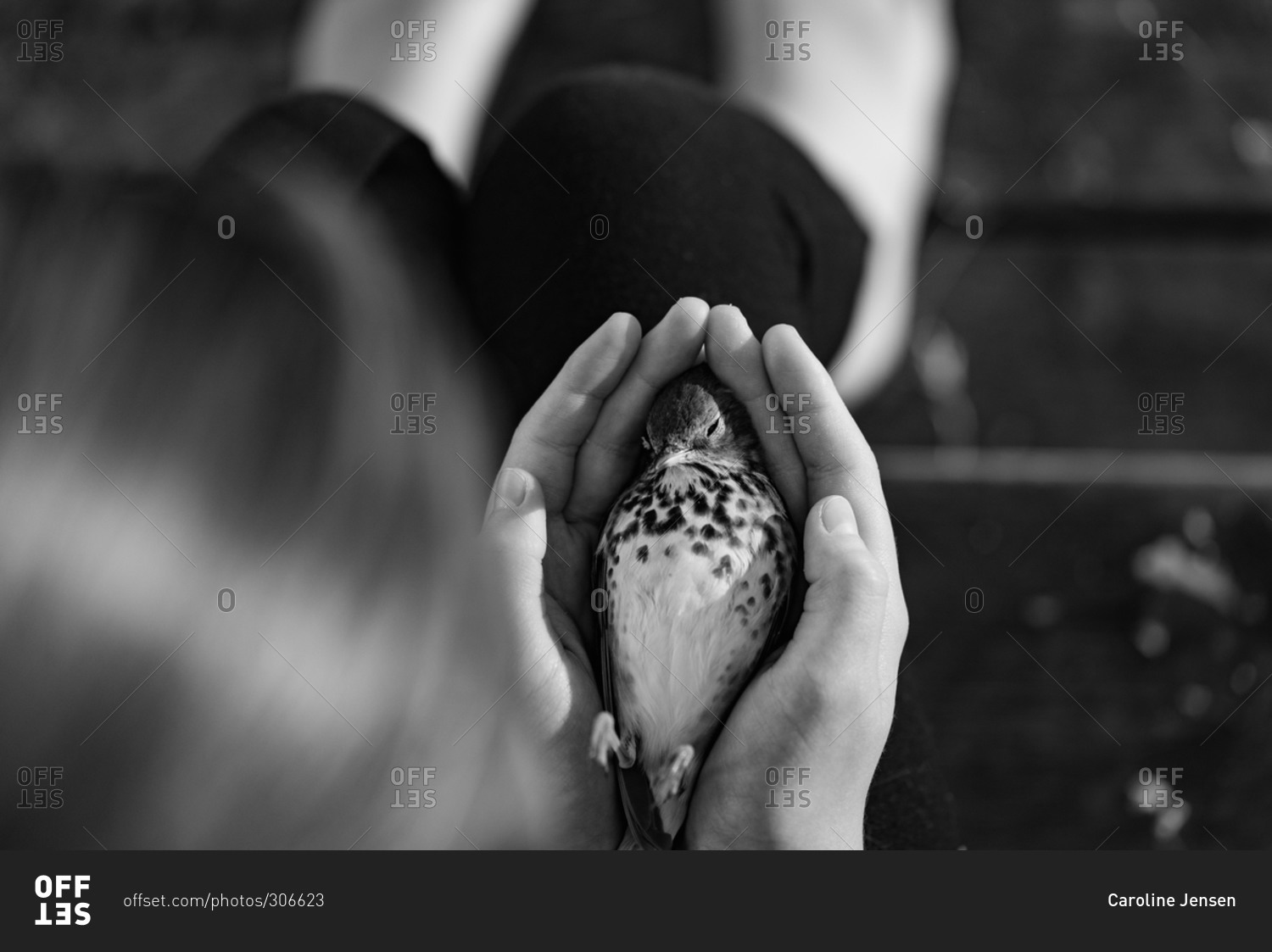 dead-bird-in-girl-s-hands-stock-photo-offset