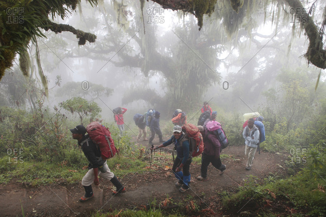 Mount Meru, Tanzania - August 21, 2013: Hikers, porters and guides walking in a mystical rain forest on their way to Mount Meru, a mountain in Arusha National Park in Africa, near Mount Kilimanjaro