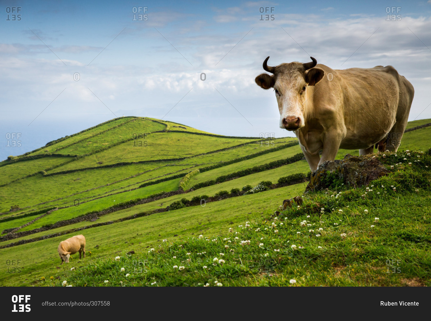 Cow standing on rolling green hills, Corvo Island, Portugal