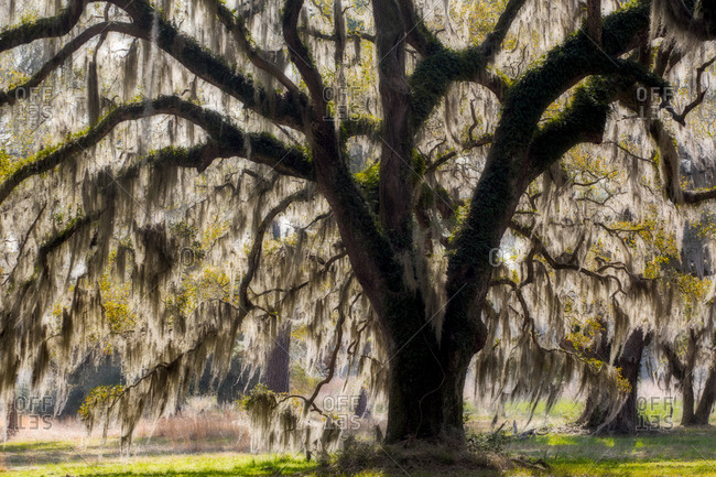 Oak Tree With Spanish Moss South Carolina Stock Photo Offset