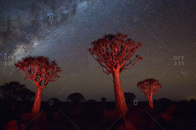 The Milky Way over quiver trees, Namibia