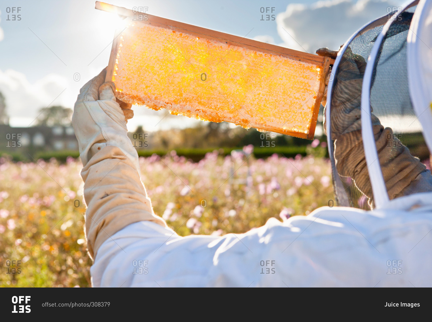 Beekeeper, holding beehive frame of honey up to the sun, in field full of flowers
