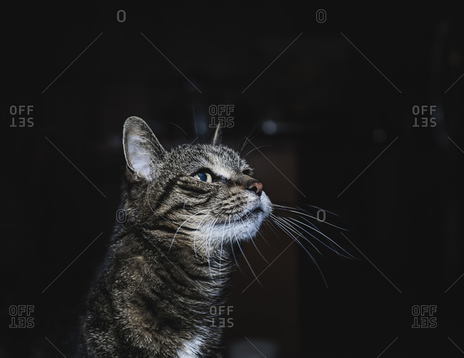 Portrait of a short haired cat
