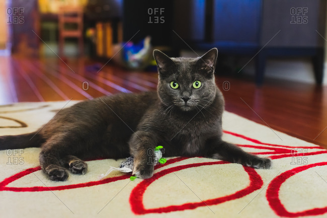 Cat with green eyes playing with a toy
