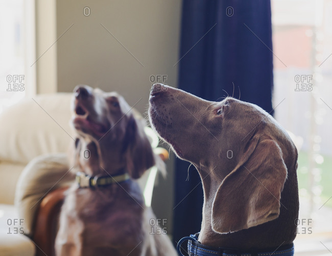 Two dogs looking at something interesting