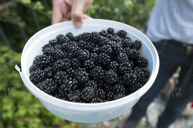 Wild blackberries picked by a local Spaniard in northern Spain