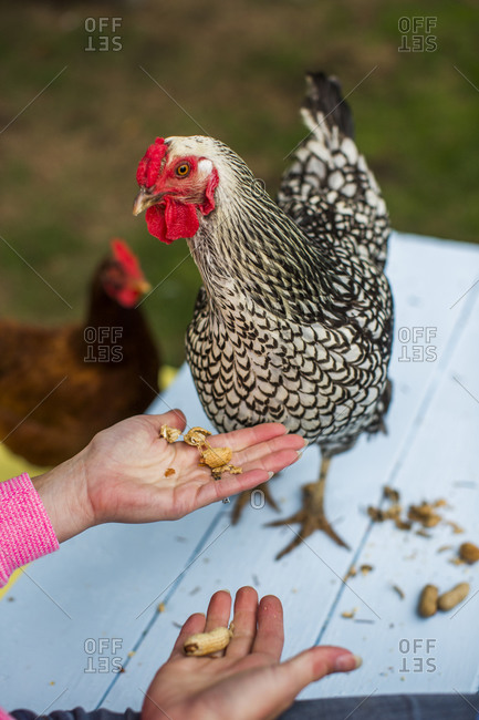 Woman feeding a chicken peanuts