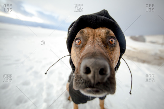 Bull Mastiff Stock Photos Offset