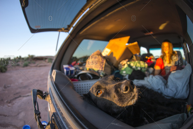 Dog in a car packed for camping trip