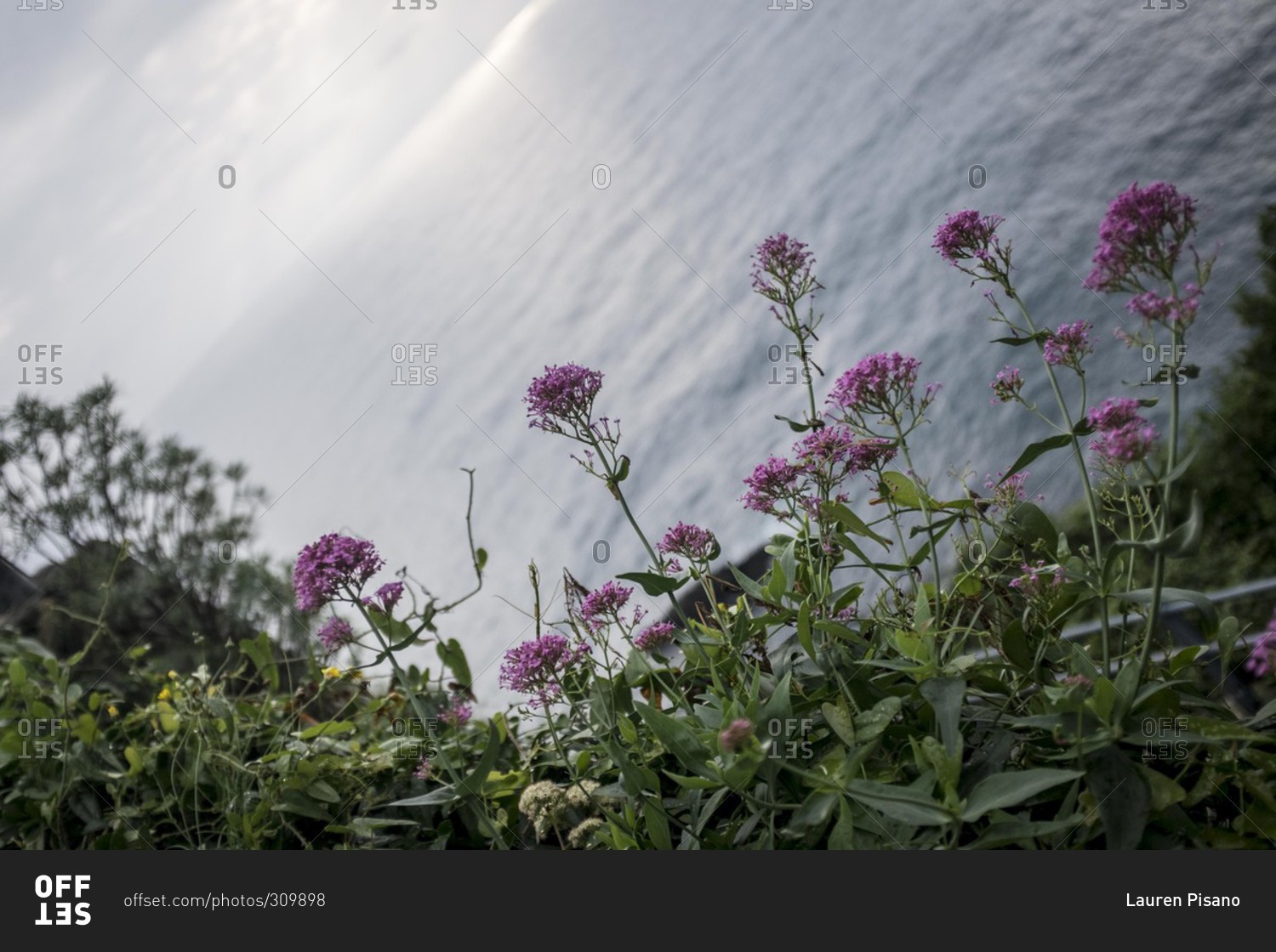 Purple flowers along the coast of Cinque Terre, Italy