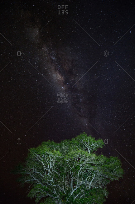 Galaxy in a night sky over treetops