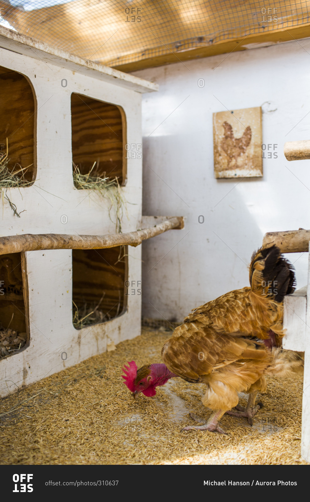 Курятник внутри. Побелить курятник. Чем белить курятник. Чем белить курятник. Насест для кур несушек.