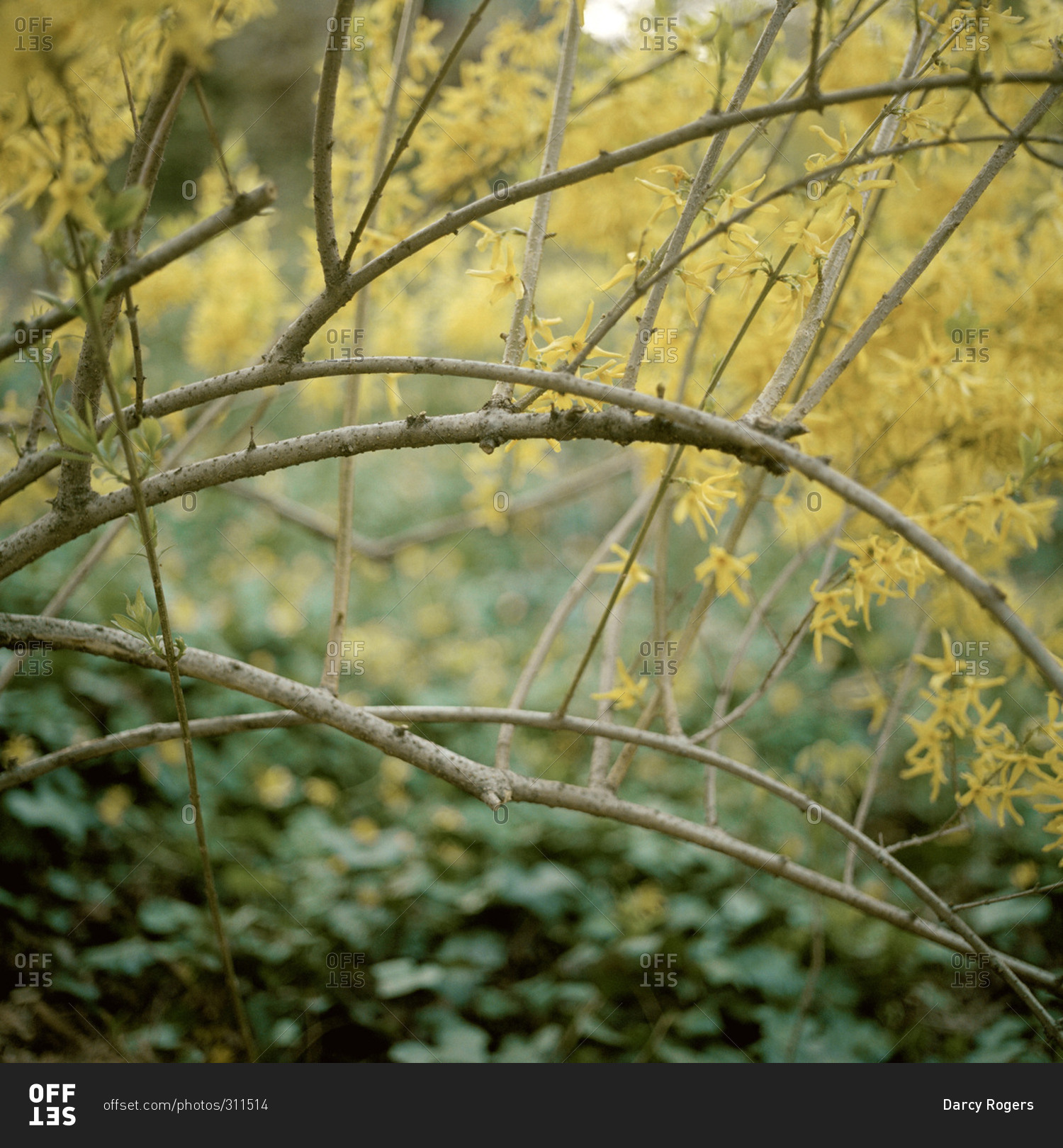Curved branches of a forsythia bush