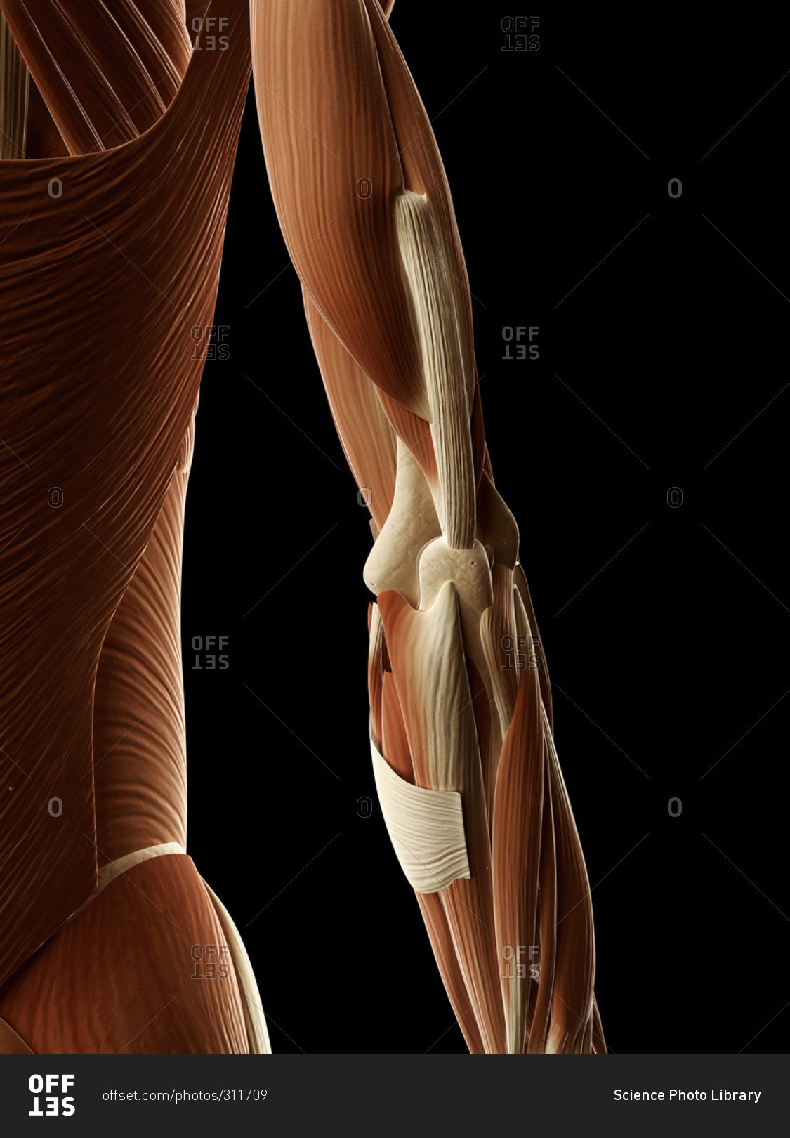 Digital illustration of right human arm muscles from behind stock photo