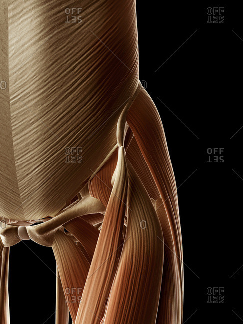 Digital illustration of human hip and leg muscles