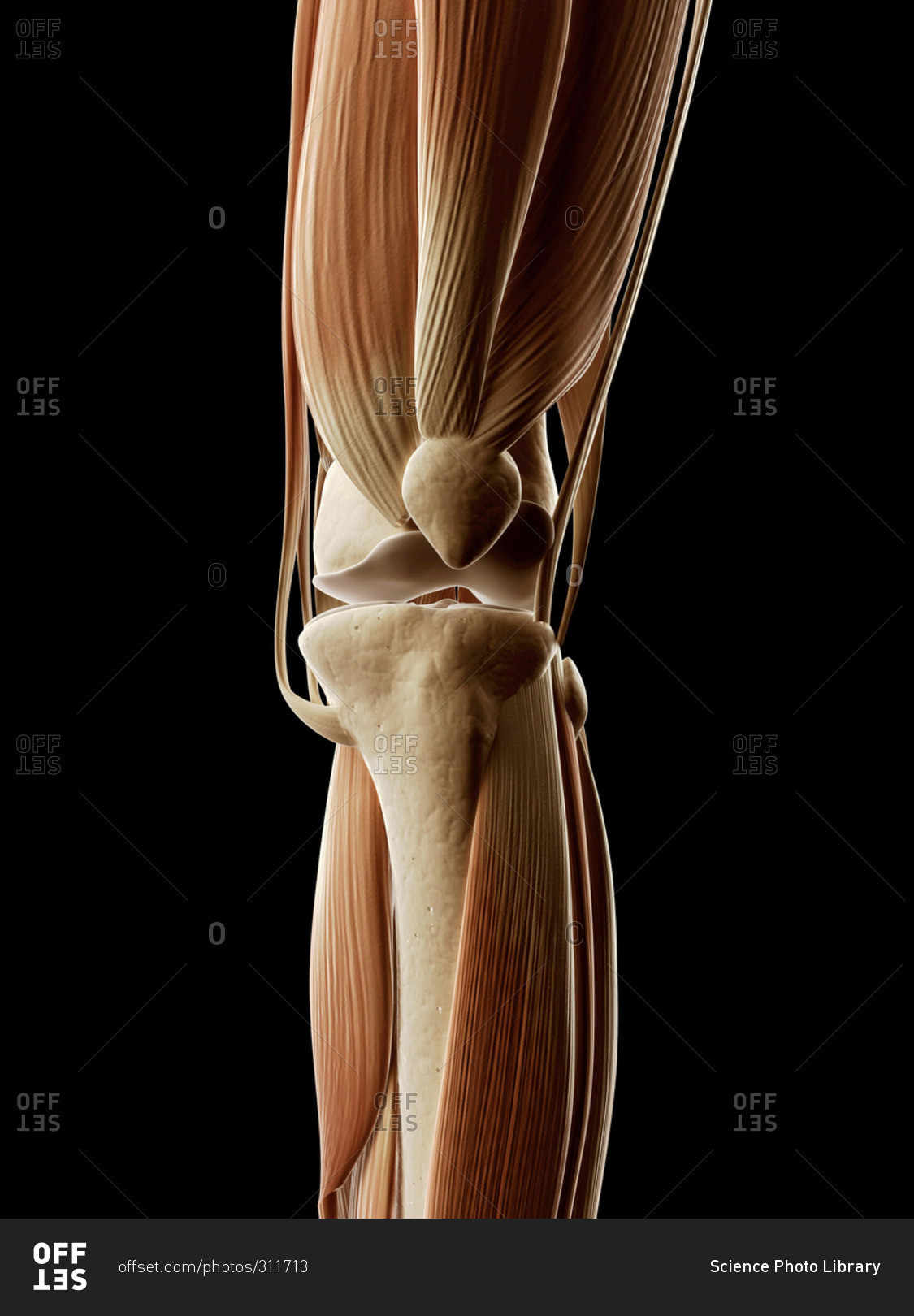 Digital illustration of human leg muscles stock photo - OFFSET