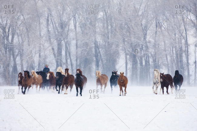 Cowboy driving horses in snowy pasture