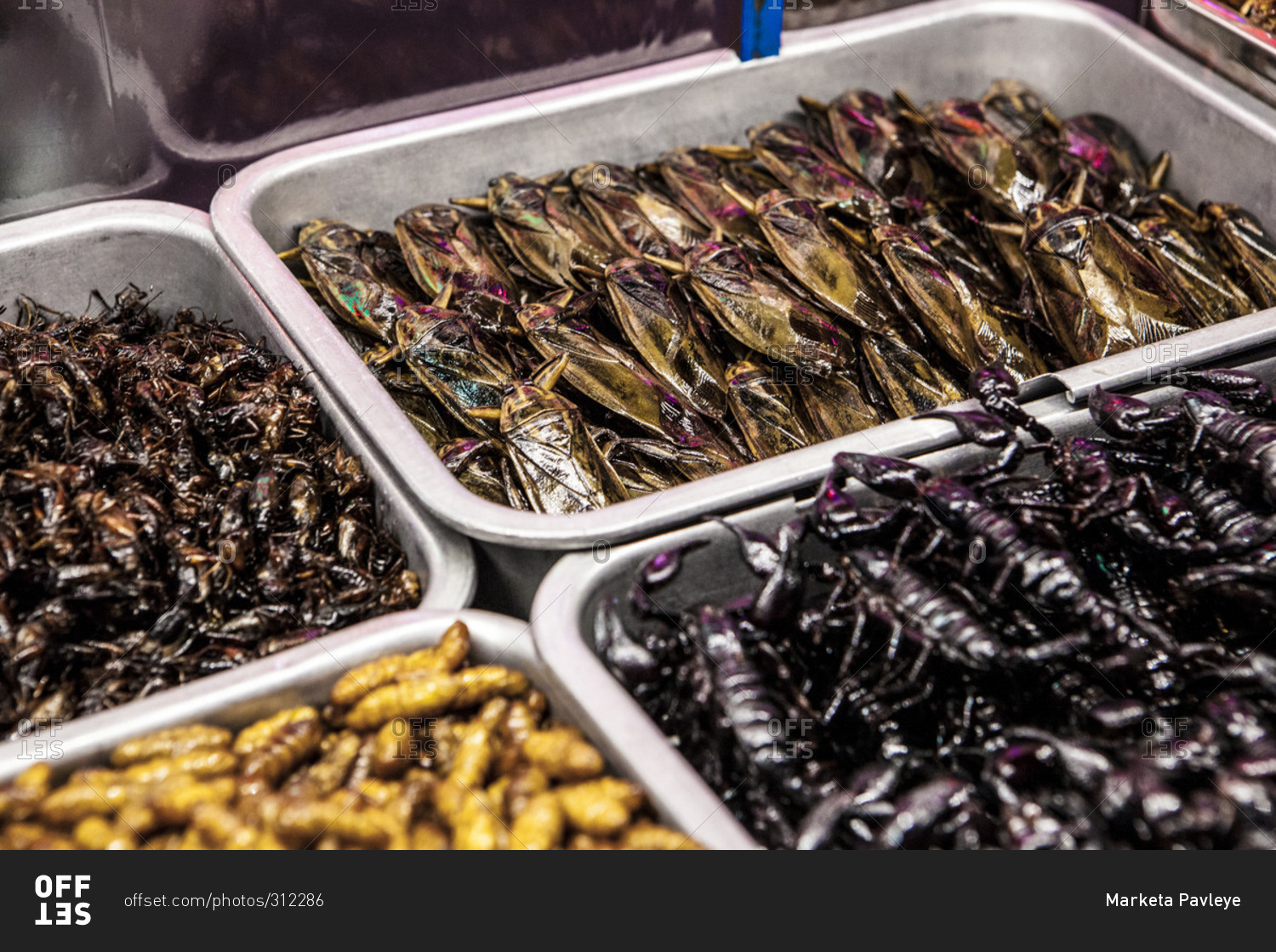 Trays of insects to eat