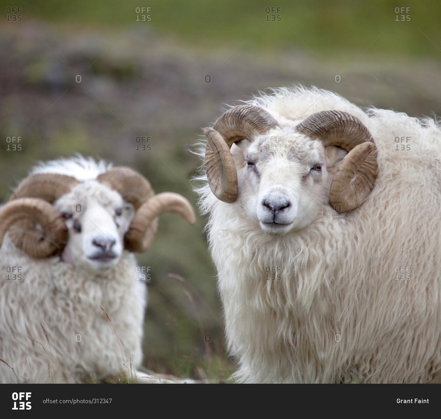 Two rams with curled horns stock photo - OFFSET