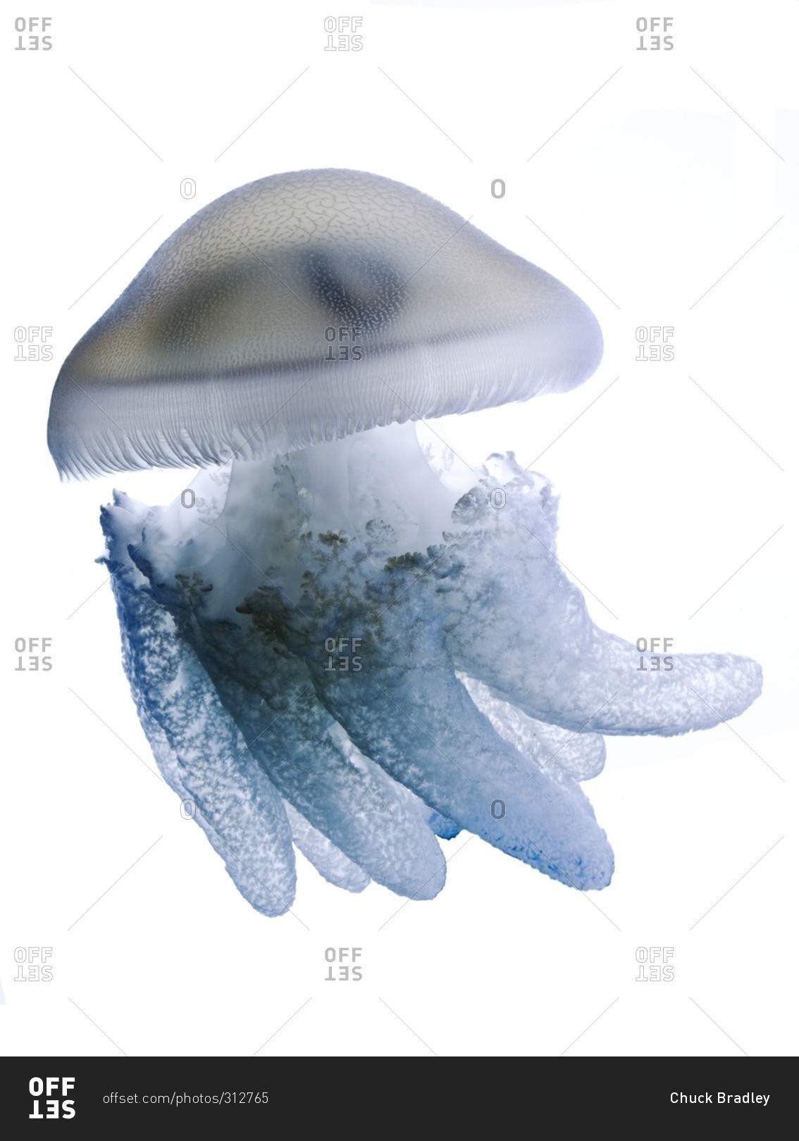 Portrait of a cannonball jellyfish swimming against white background