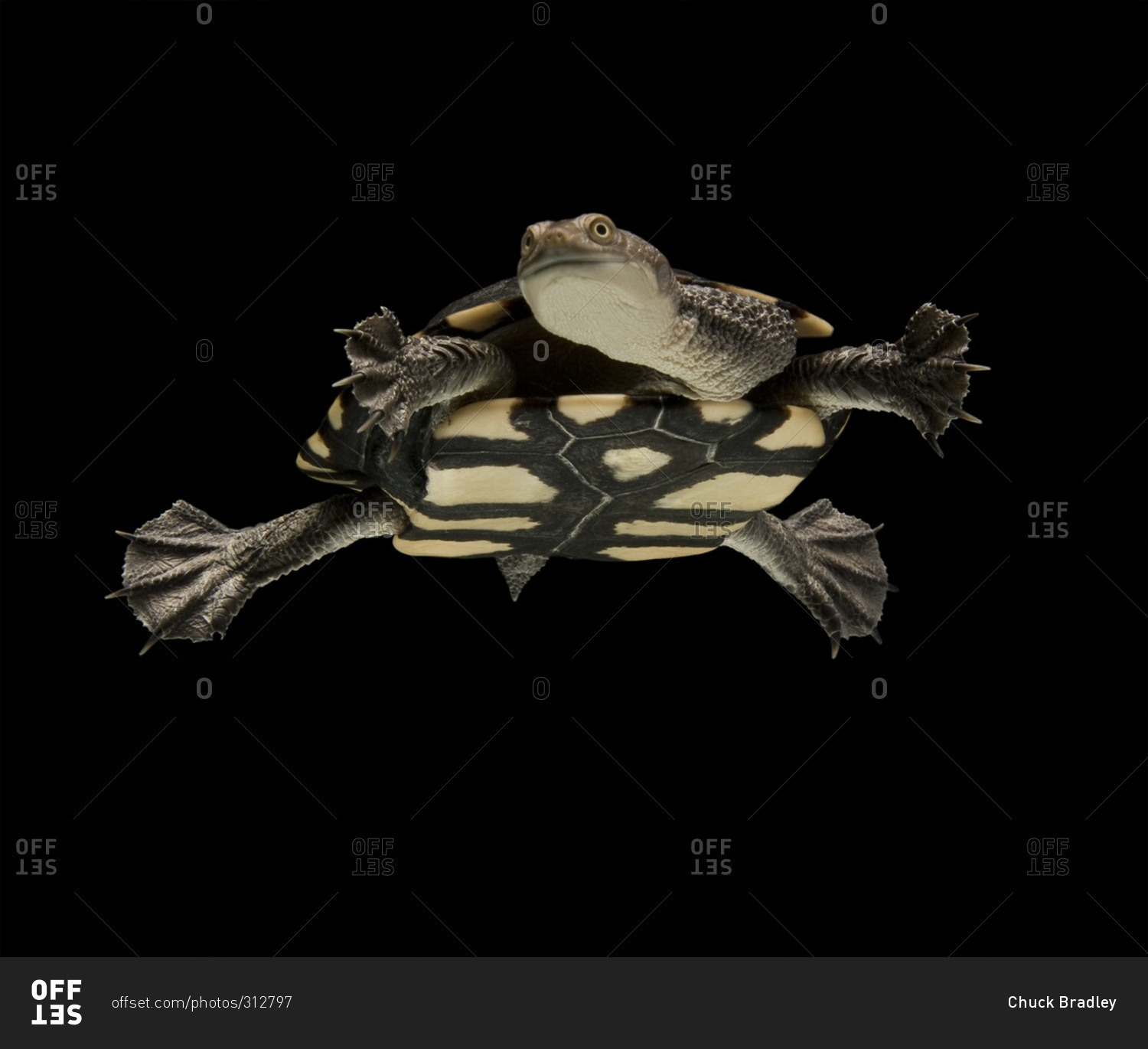 Eastern long-necked turtle swimming in tank against black background