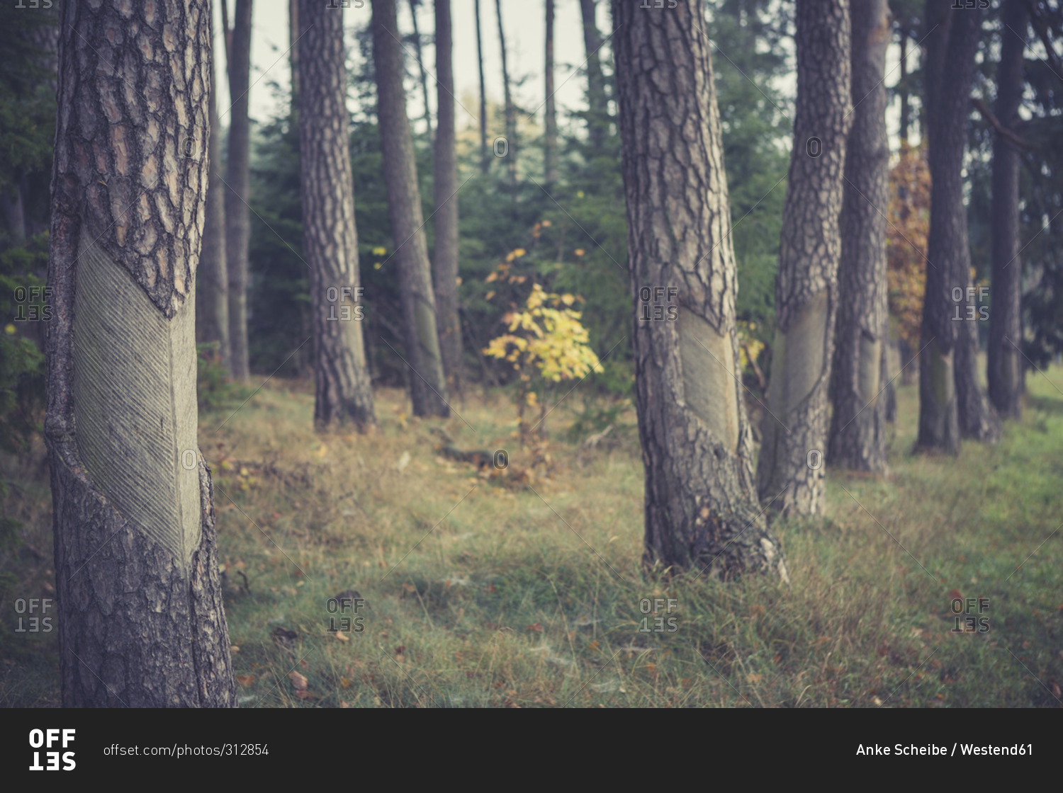 Tree trunks in Mueritz National Park in autumn