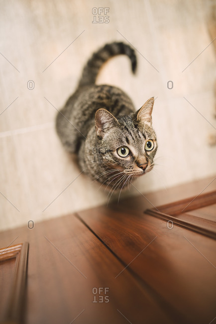 cat in front of door