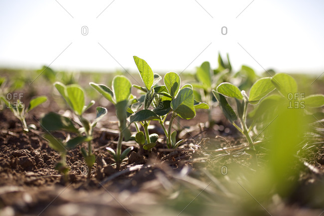 Soybean saplings