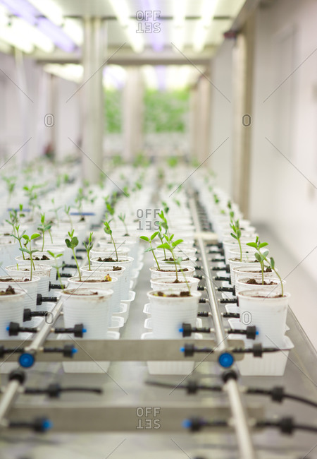 Soybean saplings growing in a laboratory