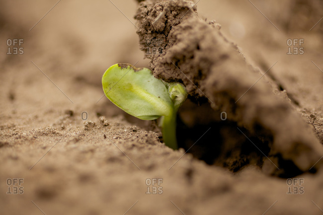 Soybean sapling breaking through the soil