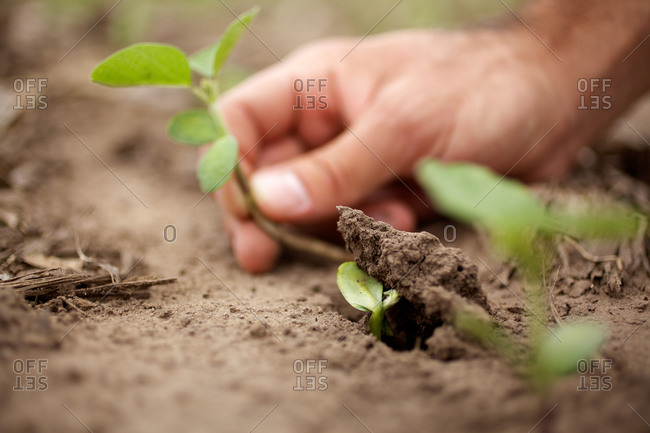 Farmer touching a soybean sapling in the field