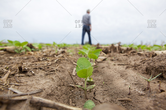 Soybean sapling at the beginning of a row with a farmer in the background