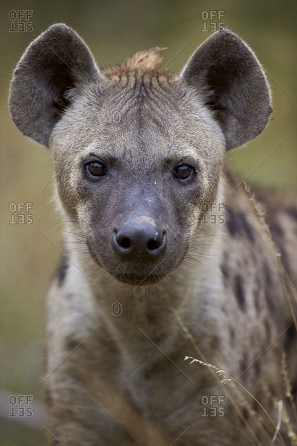 Spotted hyena (spotted hyaena) (Crocuta crocuta), Kruger National Park, South Africa, Africa