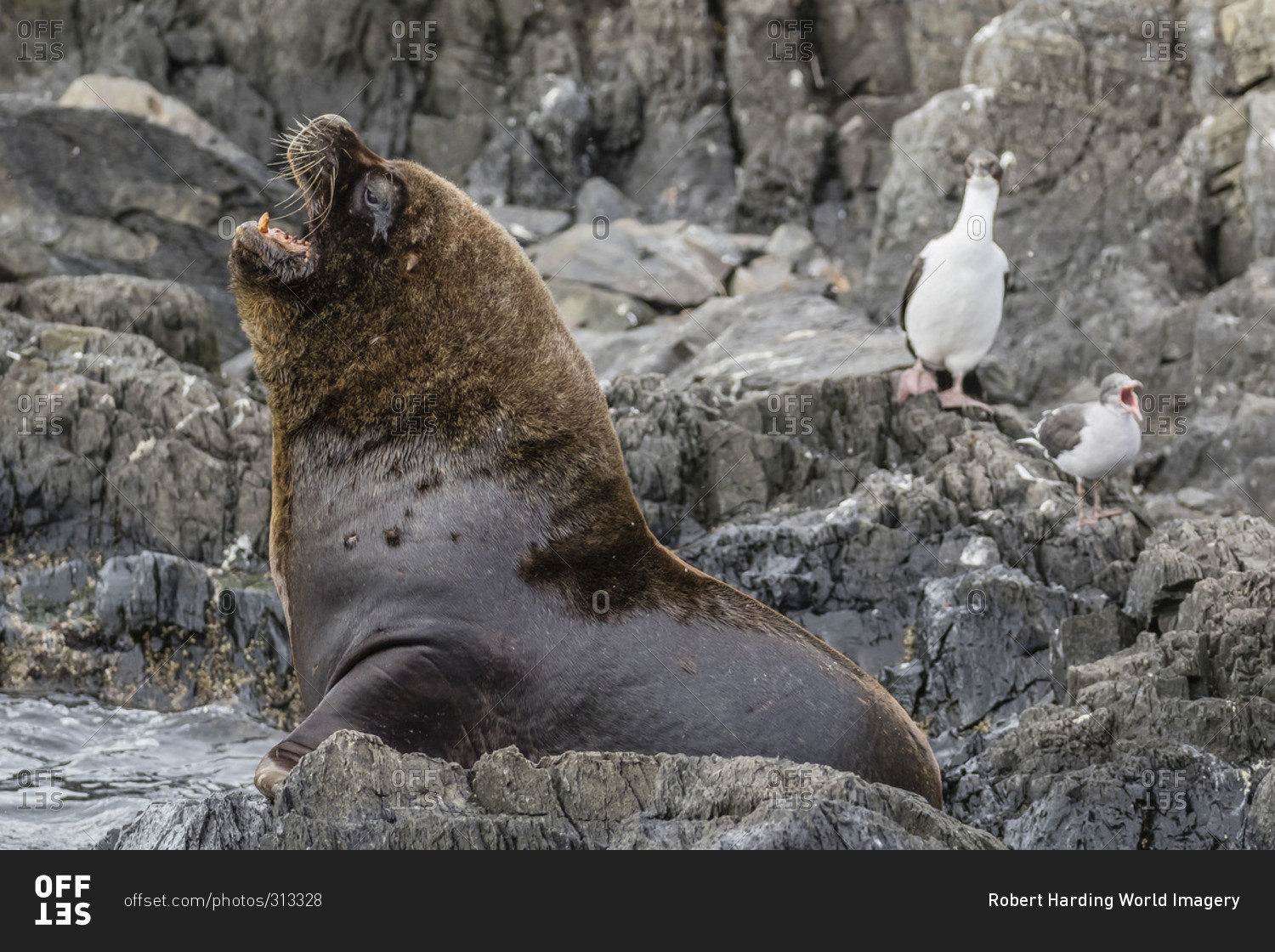South American sea lion bull (Otaria flavescens) at breeding colony just outside Ushuaia, Beagle Channel, Argentina