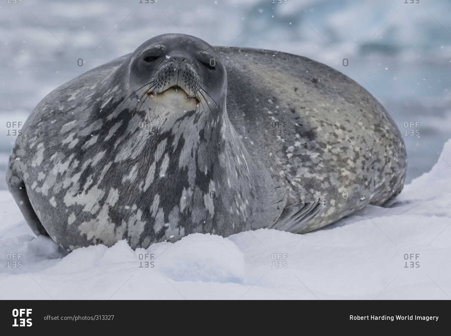Adult Weddell seal (Leptonychotes weddellii), hauled out on ice in Buls' Bay, Brabant Island, Antarctica