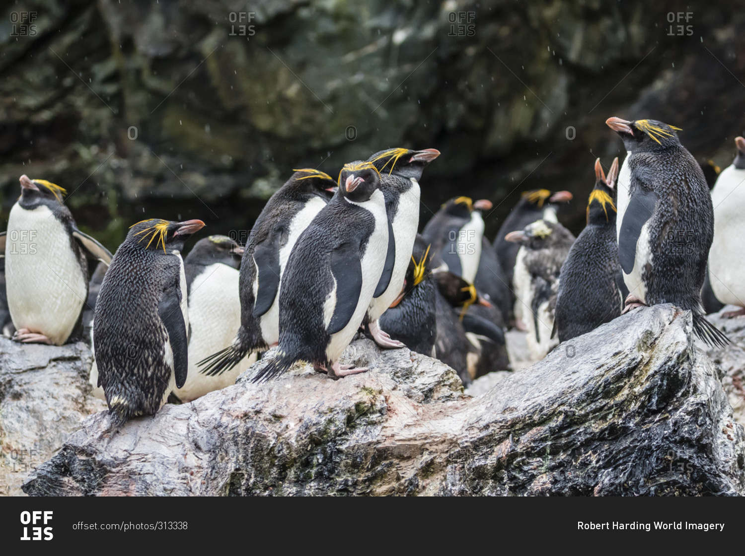 Macaroni penguin (Eudyptes chrysolophus) breeding colony in Cooper Bay, South Georgia, UK Overseas Protectorate