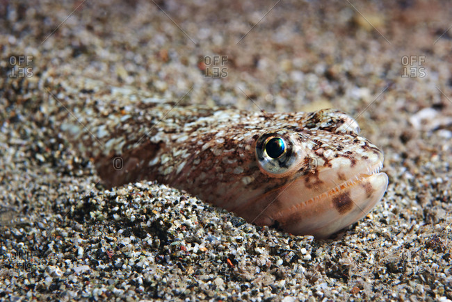 Bottom Feeder Stock Photos Offset